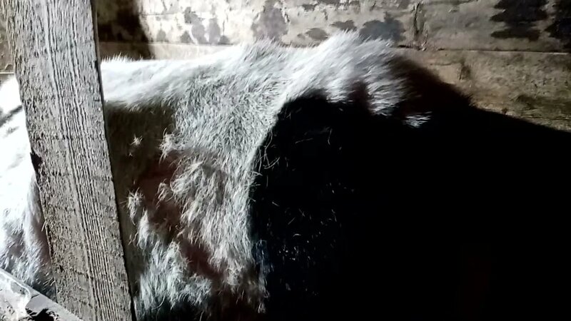 Как проверить стельная корова или нет и не рыхталить Можно узнать ...