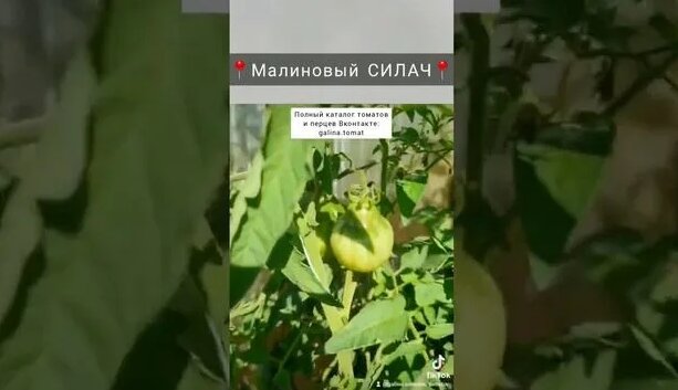 Малиновый Силач #семенатоматов #сад #помидоры #томаты #огурцывтеплице # ...