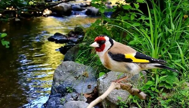 Щегол - Пение щегла Goldfinch Chardonneret - Смотреть онлайн в поиске ...
