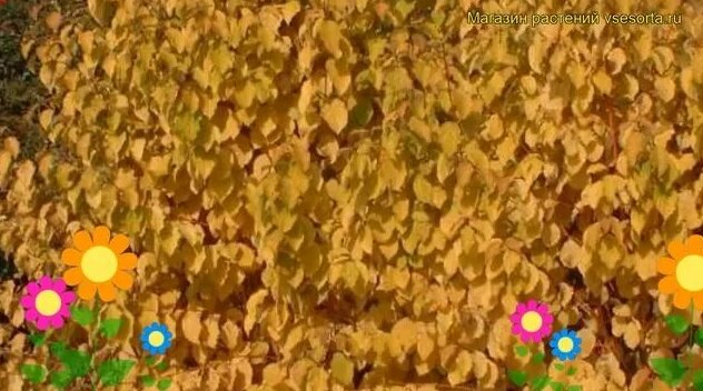 Дерен кроваво-красный Мидвинтер Фире. Краткий обзор, описание cornus ...