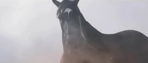 Восточный ветер 4: Легенда о Воине - Смотреть онлайн в поиске Яндекса ...
