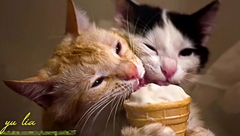 6 Чем нельзя кормить кошек и котят и как и чем правильно кормить котят ...
