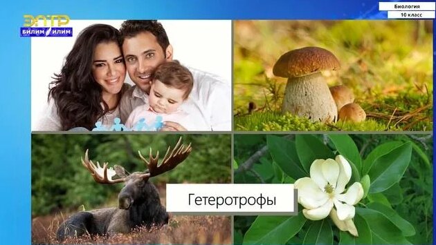 10-класс | Биология | Обмен веществ и энергии в клетке. Функции обмена ...