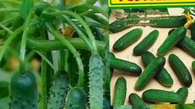 10 лучших пучковых, самоопыляемых и ранних гибридов огурцов, которые ...