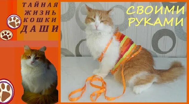 Поводок и шлейка для кошки Даши/Поводок и шлейка для кошки Своими Руками