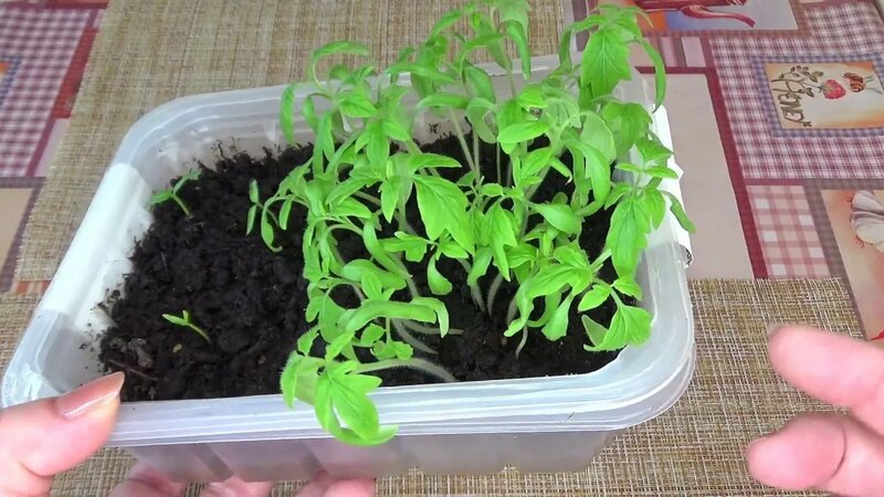 Сажаю Семена Комнатных Томатов/Как Вырастить Овощи Дома/Томаты ...