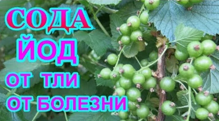 Видео СОДА Кальцинированная + ЙОД = Супер Средство от ТЛИ, серой гнили ...