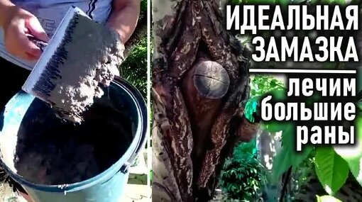 Заживляющая замазка для больших ран на плодовых деревьях. Как спасти ...