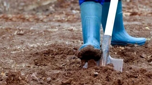 Чем нужно обязательно удобрить землю осенью? - Смотреть онлайн в поиске ...