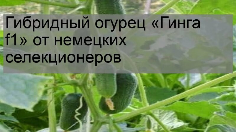 Гибридный огурец «Гинга f1» от немецких селекционеров - Смотреть онлайн ...