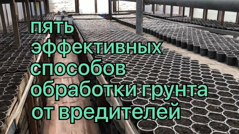 Как заготовить Стаканы ПОД Рассаду Осенью? Эффективные Обработки Грунта ...