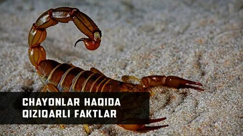 Nafsga moyil, uzun oyoqli godak yigitining katta qora xoroziga minadi.