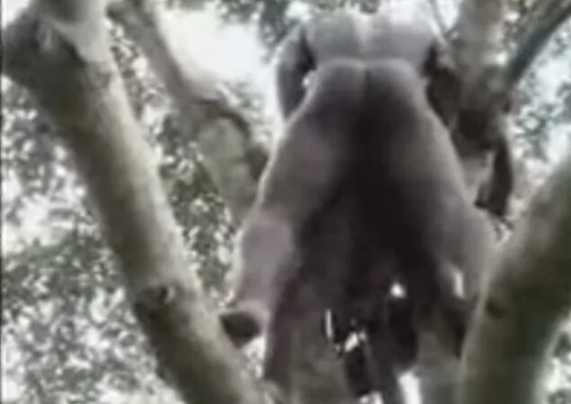 Porno Natalya Anikina playboy jurnali