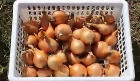 Многозачатковый лук. Определение продуктивности. - Смотреть онлайн в ...