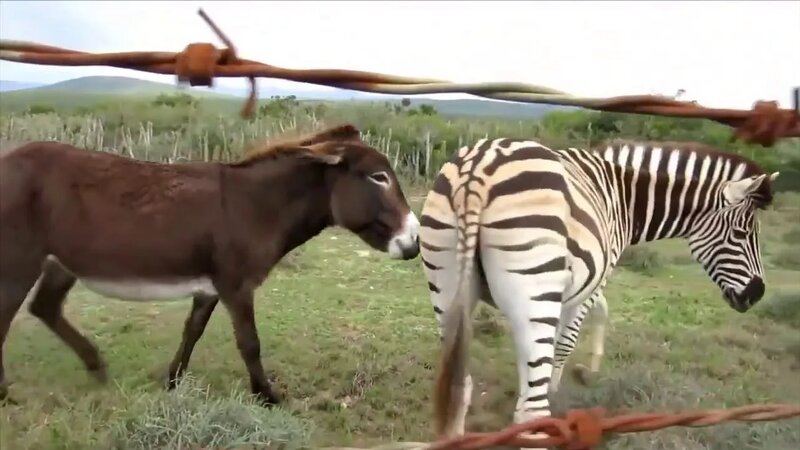 Порно ру брюнетка минет