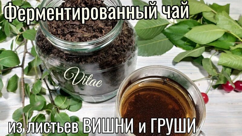 Ферментированный ЧАЙ из листьев Вишни и Груши простой рецепт в домашних ...