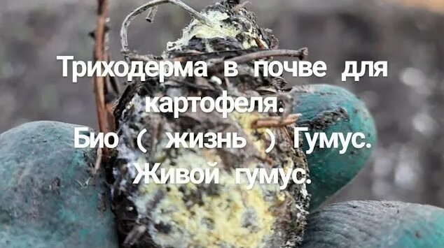 Триходерма в почве для картофеля биомикориза в земле почве - Смотреть ...