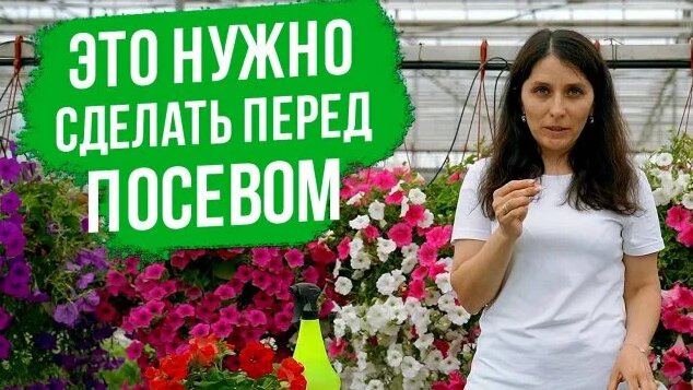 Как Правильно вырастить рассаду петунии. Подготовка семян петунии к ...