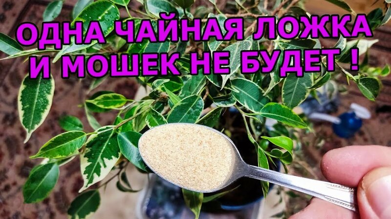 1 чайная ложка и мошки в комнатных цветах и рассаде исчезнут. средство ...