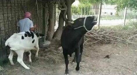 Buzko Natalya Evgenievna porno