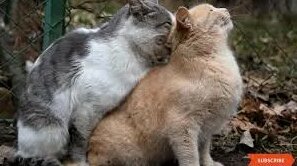 Порно большие жопы порно актрисалар