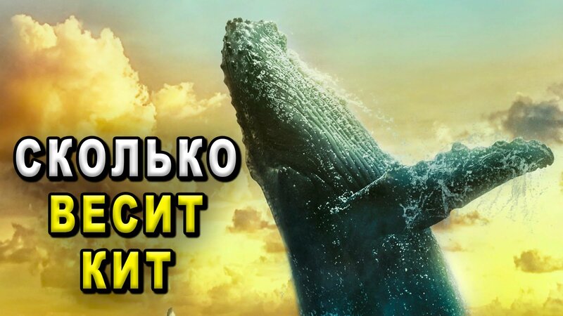 Сколько весит кит. Самый большой кит. Самый большой кит в мире ...