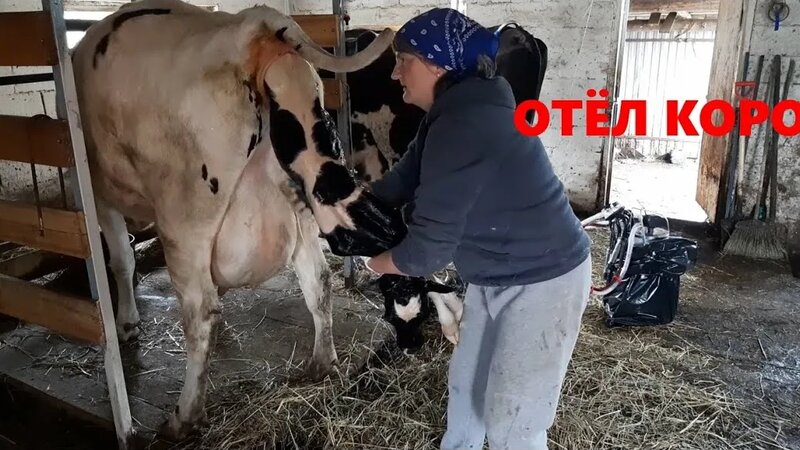Отёл коровы! весь процесс!