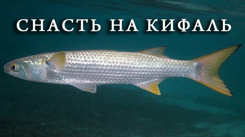 Снасть для ловли кефали. Как правильно связать ставку на кефаль ...
