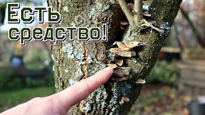Средство в миг избавит ваши яблони от мха лишайников и грибков ...