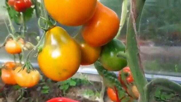 Томат Оранжевый Японский Трюфель – Лежкий, Вкусный, Оригинальный ...