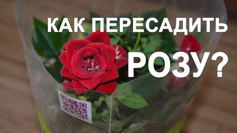 Как пересадить розу? Когда можно пересаживать розы? - Смотреть онлайн в ...