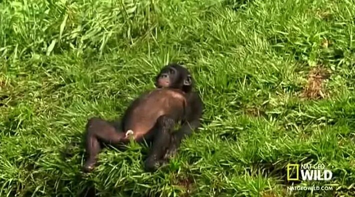 Вера Брежневаның сиқырды сорып жатқан суреті.