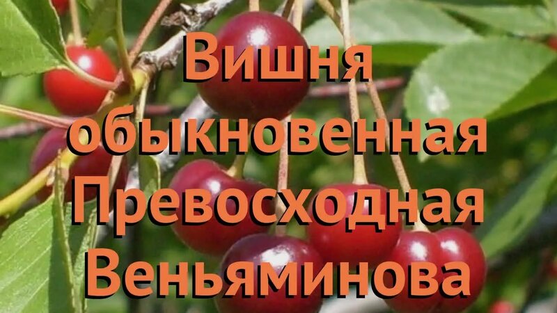 Вишня обыкновенная Превосходная Веньяминова (Дюк) обзор: как сажать ...