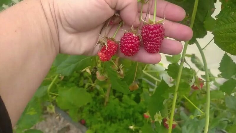 15.09.23 малина,, Конек горбунок!,, рем. - Смотреть онлайн в поиске ...