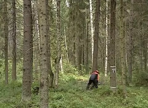 Винтовой клин, валка опасного дерева в одиночку. - Смотреть онлайн в ...