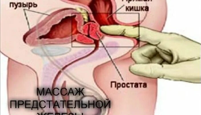 Мен үлкен, әдемі, түкті есекке келдім (фото)