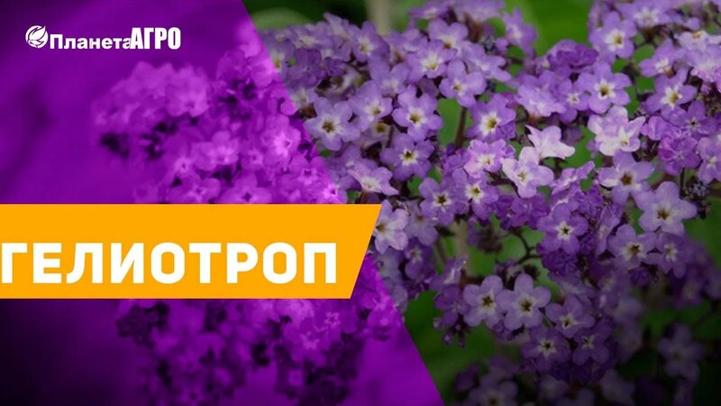Семена цветов Гелиотроп Планета Агро - Смотреть онлайн в поиске Яндекса ...