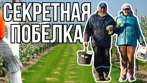 Стойкая Побелка ДЛЯ Деревьев Побелка деревьев весной | Марина и ...