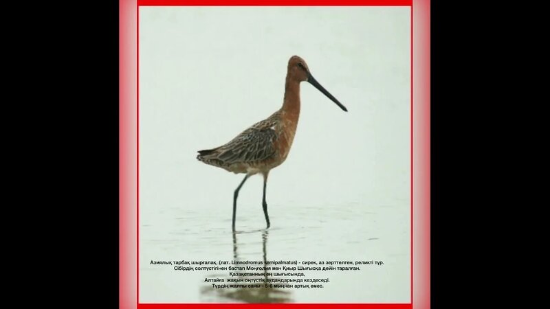 Благовещенсктегі жыныстық қатынас