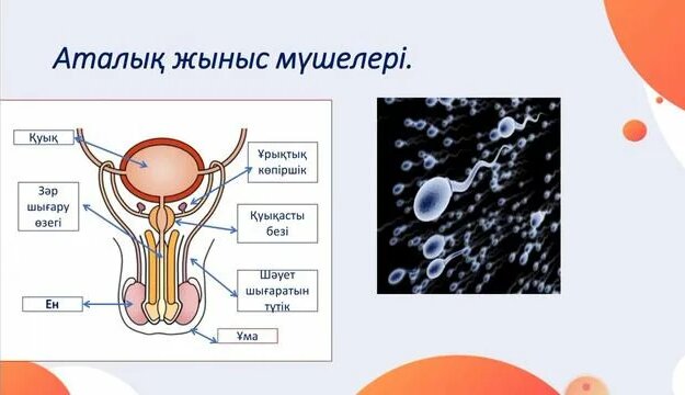 Әйелдердің қынабынан ағу