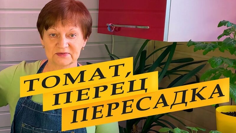 Горшечный красный и Хитрый лис. Пересадка на постоянное место ...