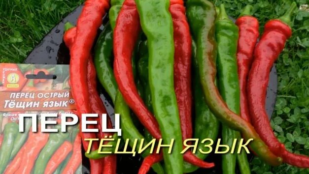 Перец острый Тёщин ЯЗЫК. Обзор сортов Перцев! - Смотреть онлайн в ...