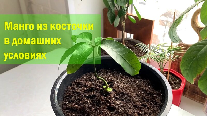 Как вырастить манго из косточки в домашних условиях - Смотреть онлайн в ...