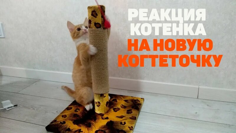 Когтеточка для котенка | какую когтеточку выбрать для котенка - Watch ...