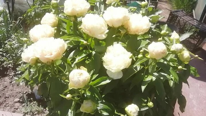 Пион Sunny GIRL (Солнечная девочка) 08.05.24 в роспуске. - Смотреть ...