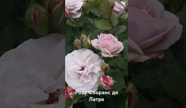 Роза Флоранс де Латре / Rose Florence Delattre - Смотреть онлайн в ...