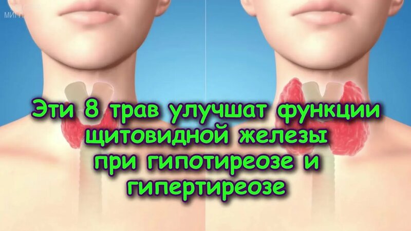 Эти 8 трав Улучшат функции Щитовидной Железы при Гипотиреозе и ...