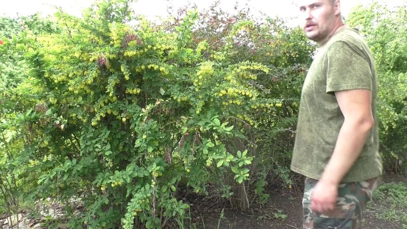 Живая изгородь из барбариса обыкновенного