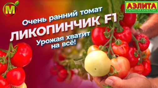 Высокоурожайный и ранний томат Ликопинчик F1 | Агрофирма Аэлита | Дзен ...