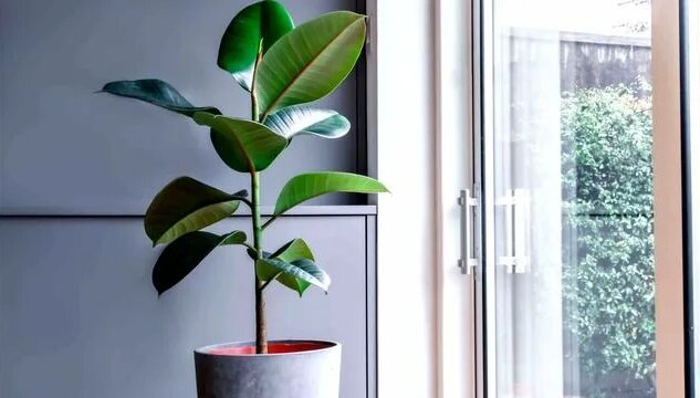 Правильный Уход За Фикусом В Домашних Условиях / Лучшая Подкормка Для ...